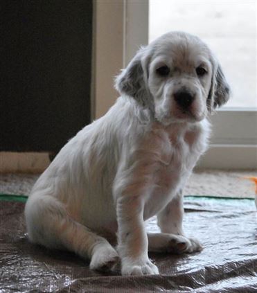 Click for large image