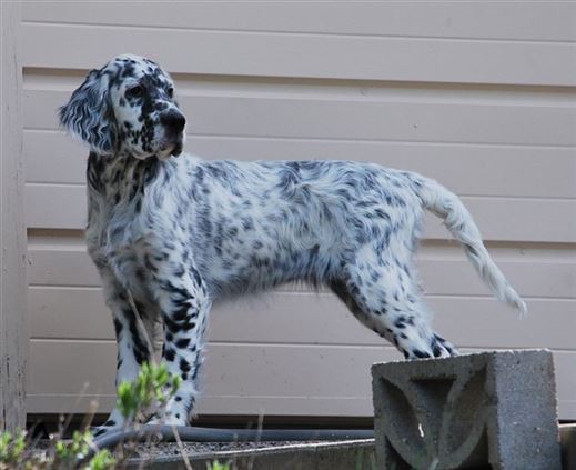 Click for large image