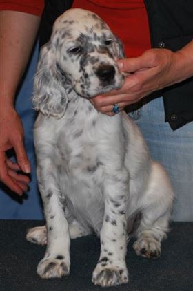 Click for large image