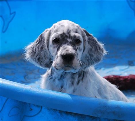 Click for large image