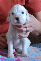 Click for large image