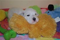 Click for large image