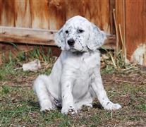 Click for large image