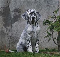 Click for large image