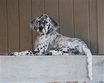 Click for large image