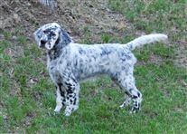 Click for large image