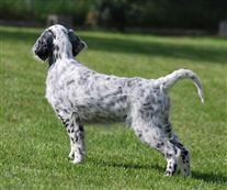 Click for large image