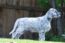 Click for large image