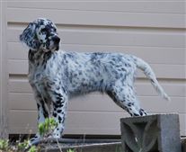 Click for large image