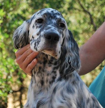 Click for large image