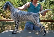 Click for large image